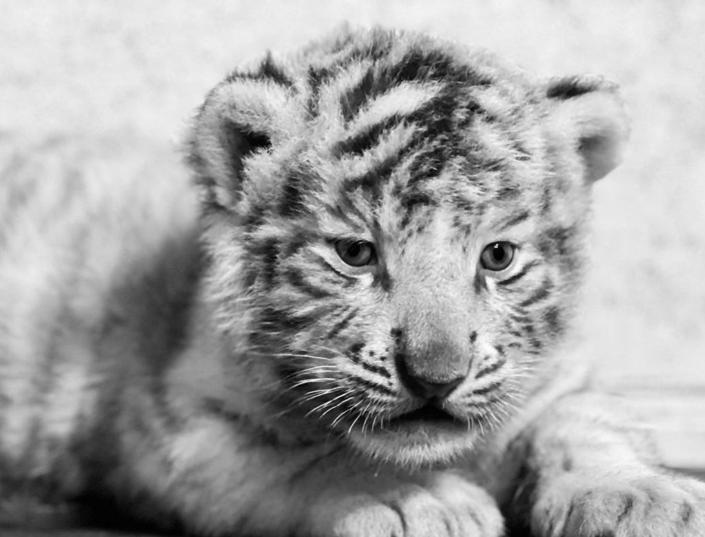 Tigre (foto Reprodução Redes Sociais) 1