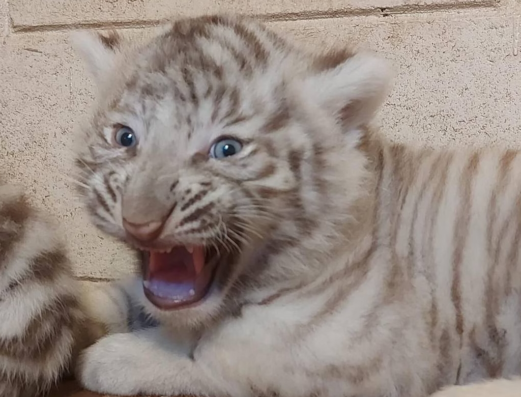 Tigre (foto Reprodução Redes Sociais) 2
