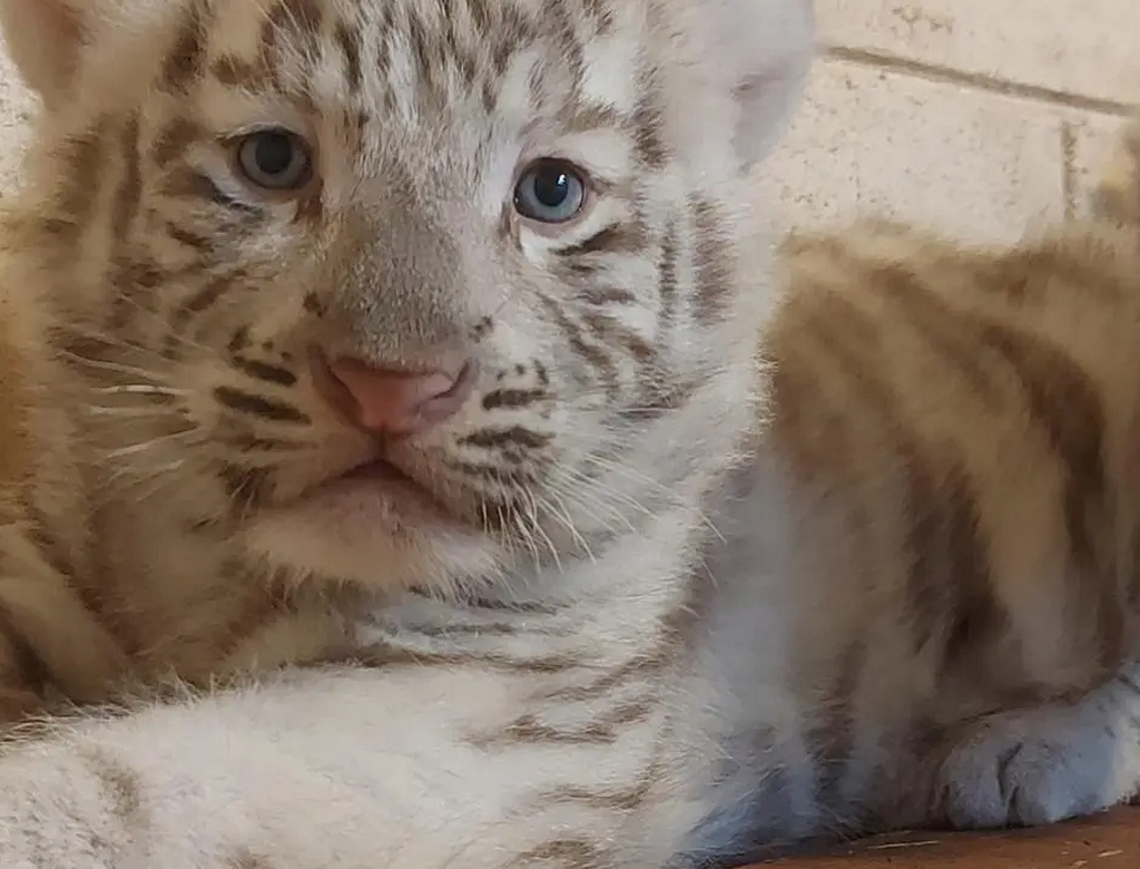 Tigre (foto Reprodução Redes Sociais)