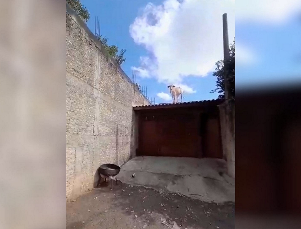 Vaca (foto Reprodução Redes Sociais)
