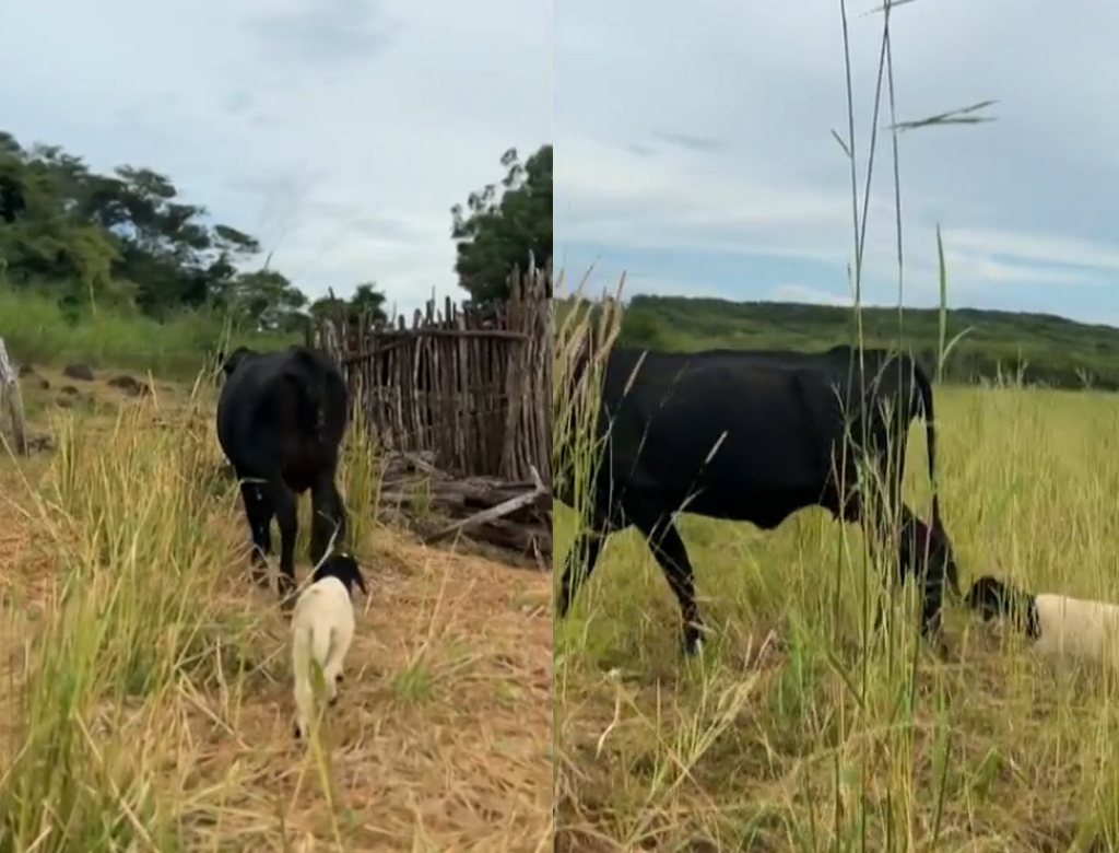 Vaca E Cabrito (foto Reprodução Redes Sociais) 1