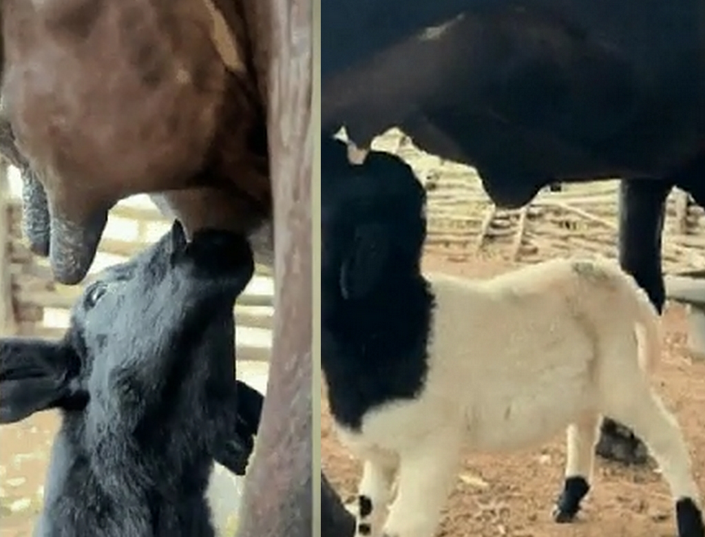 Vaca e Cabrito (foto Reprodução Redes Sociais)