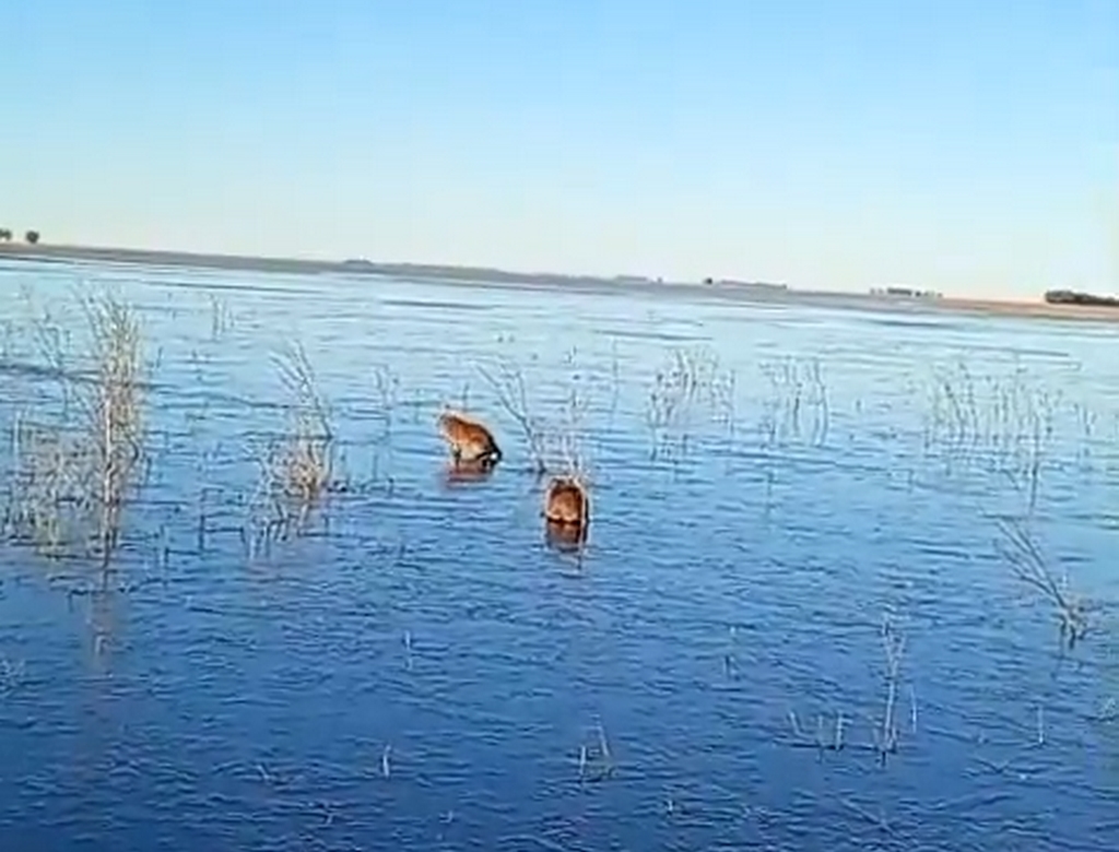 Capivara (foto Reprodução Redes Sociais) 1
