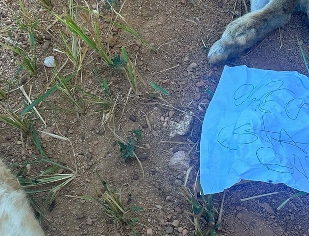 Coelhos (foto Reprodução Redes Sociais)