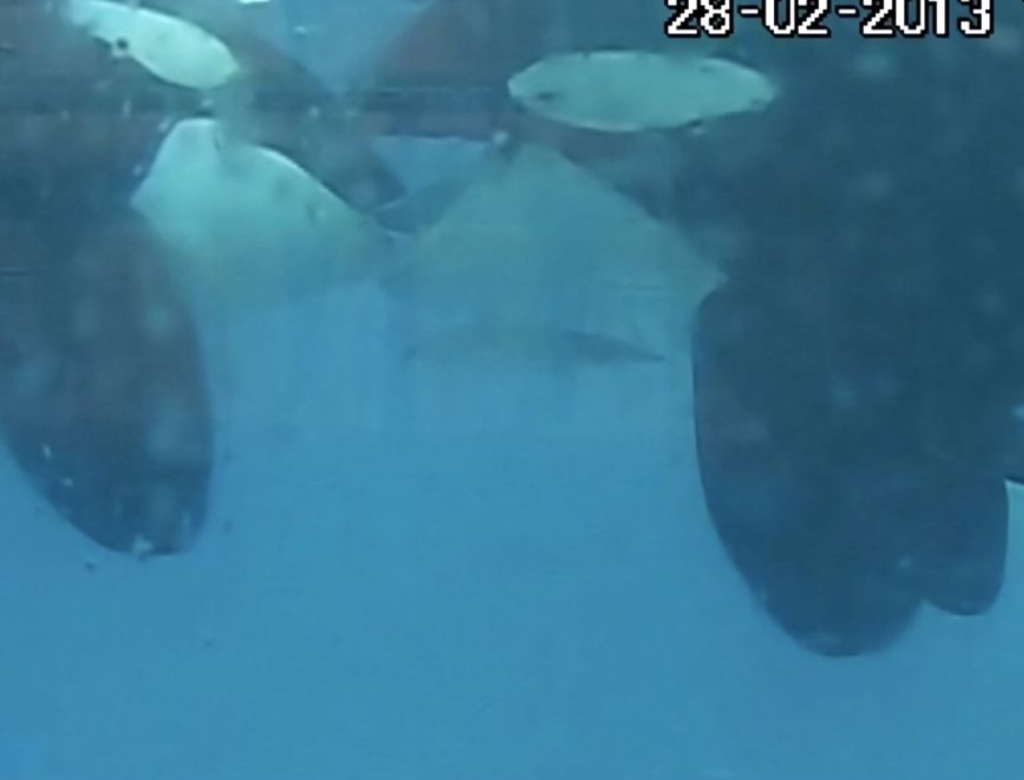 Orcas São Flagradas Dando 'beijo De Língua' Pela Primeira Vez Na Natureza (foto Reprodução Redes Sociais)